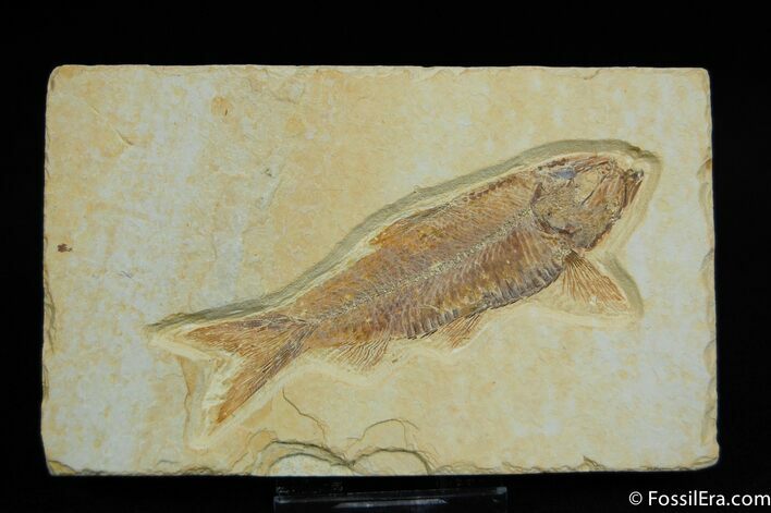 Beautiful Knightia Fish Fossil From Wyoming #14